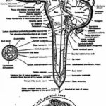 Краниальная остеопатия (стр. 41-60)