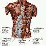 ФАСЦИИ (01)