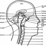 Краниосакральная терапия II и остеопатия (стр. 21-40)