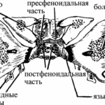 Краниальная остеопатия (03)