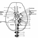 Краниосакральная терапия II и остеопатия (стр. 1-20)