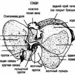 Висцеральные манипуляции - 2 (07)