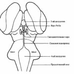 Краниосакральная терапия II и остеопатия (стр. 41-60)