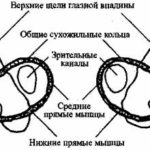 Краниосакральная терапия II и остеопатия (стр. 61-80)