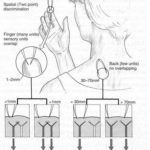 Искусство пальпации остеопата (18)