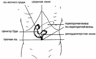 Где Находится Сфинктер Одди Фото